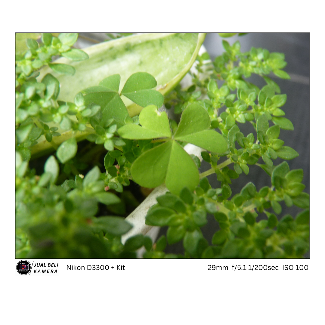 Nikon D3300 + kit 18 55mm