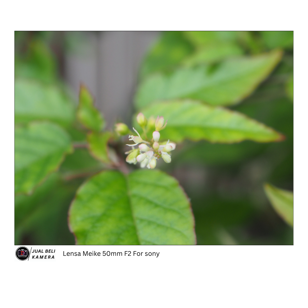 Lensa Manual FokusMeike 50mm F2 for sony