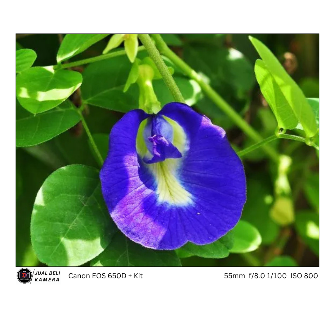 Canon EOS 650D + 18 55mm