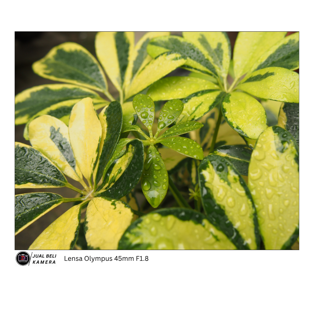 Lensa OLympus 45mm F1.8