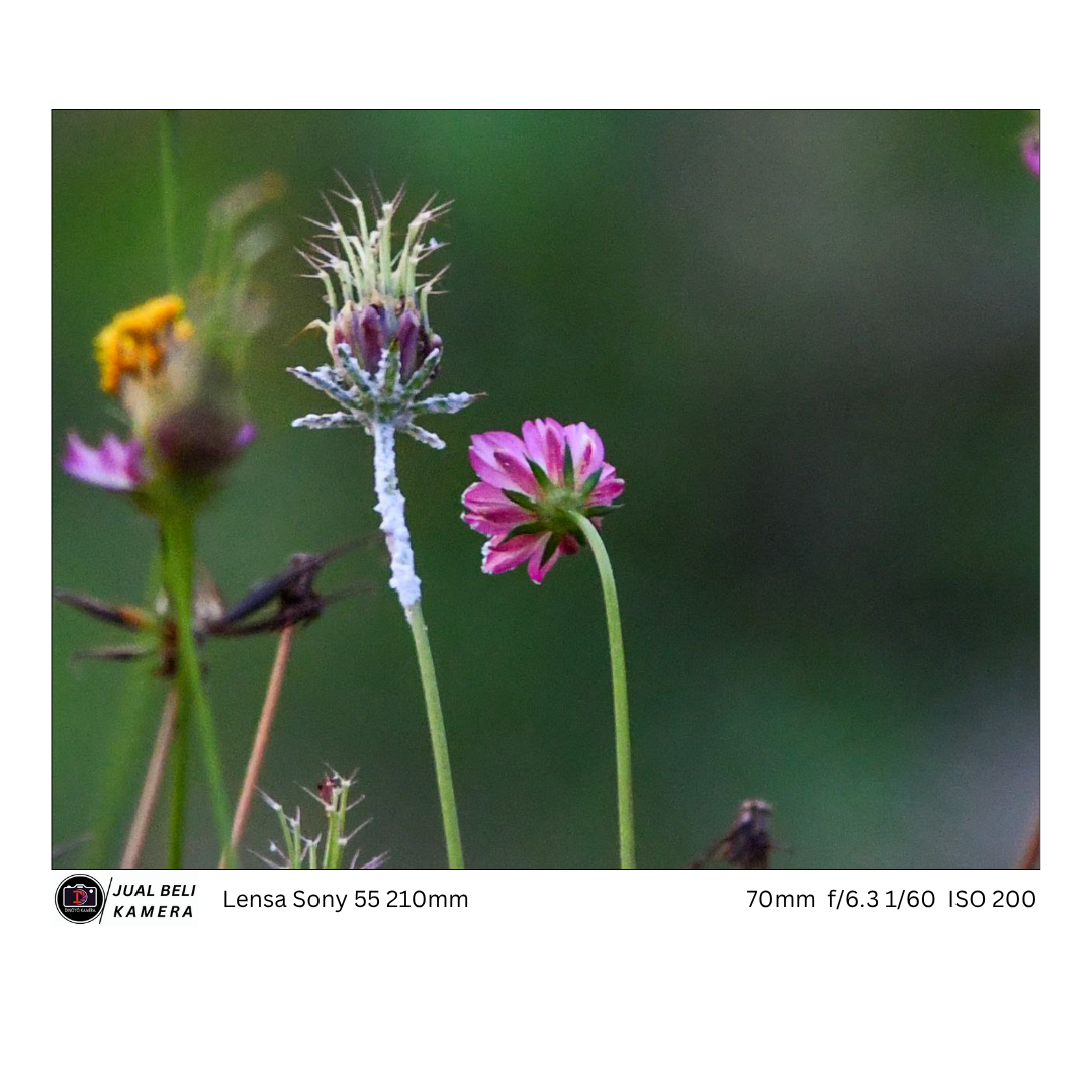 Lensa Sony 55 210mm (Black)