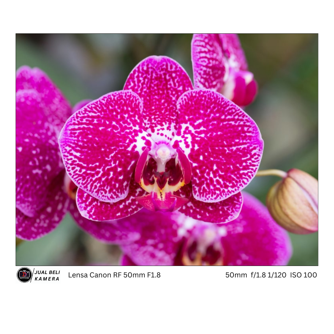 Lensa Canon RF 50mm F1.8