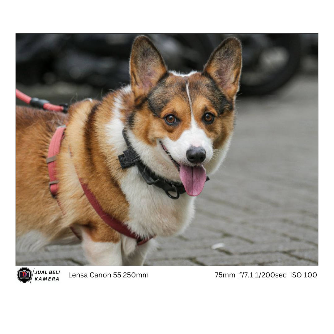 Lensa Tele Canon 55 250mm IS II