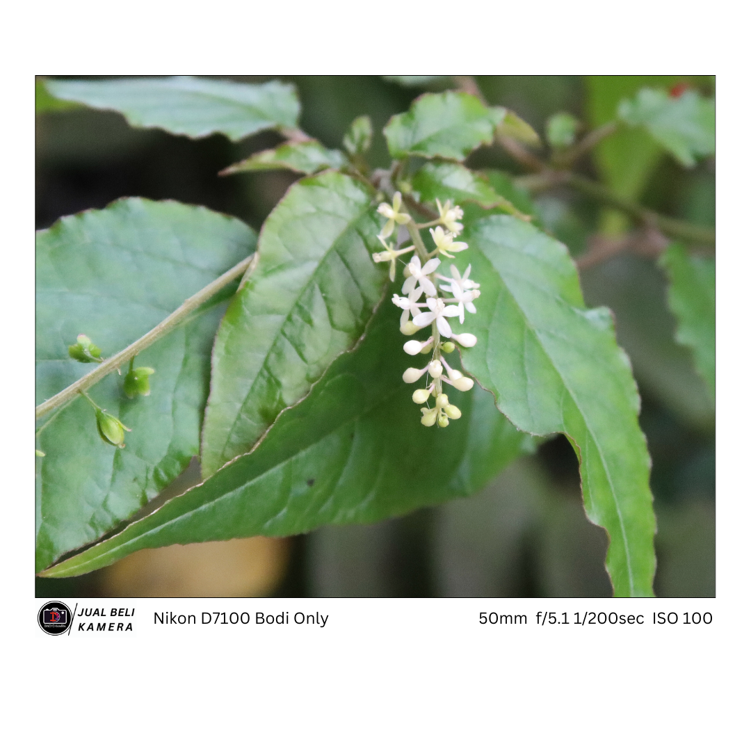 Nikon D7100 Body Only