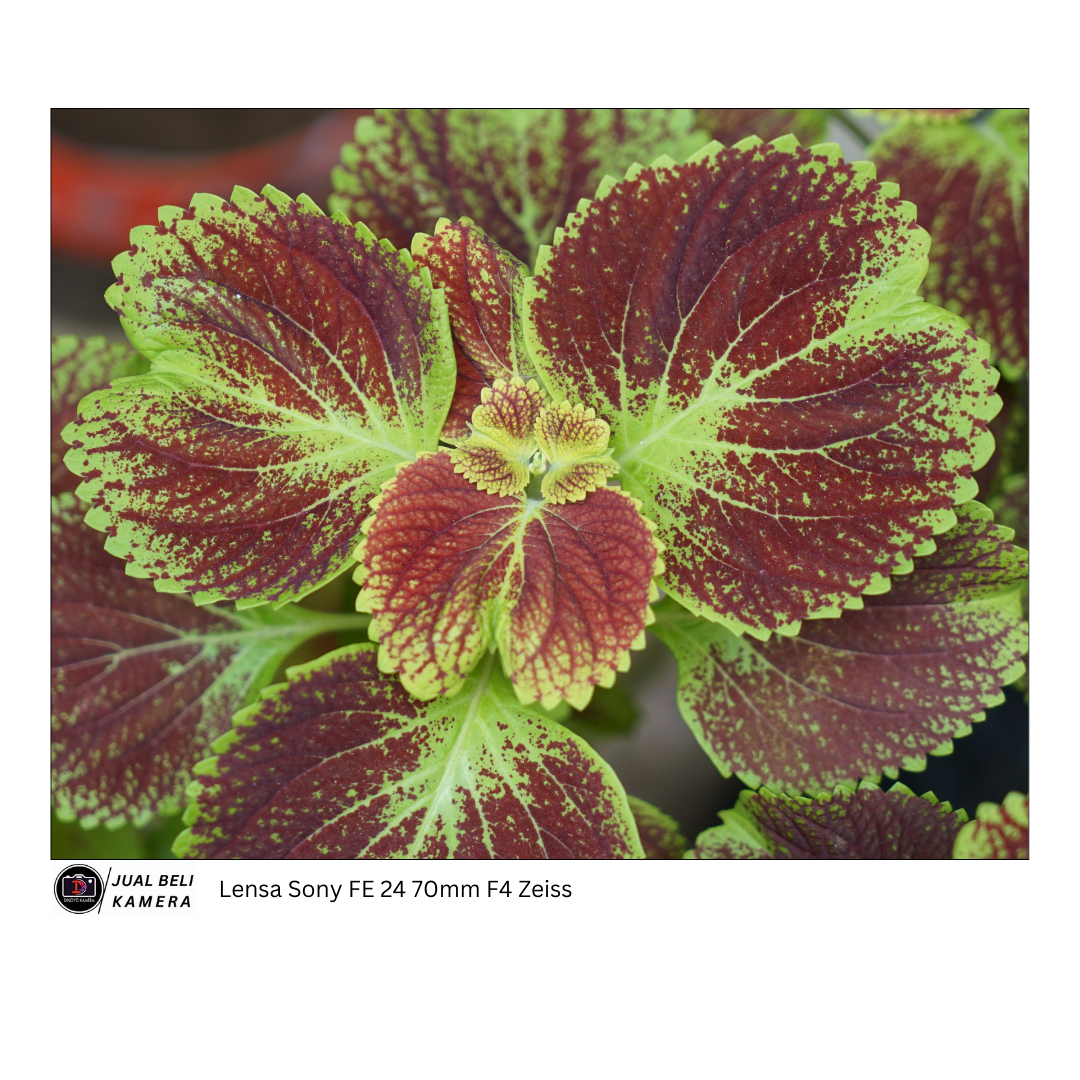 Lensa Sony FE 24 70mm F4 Zeiss second