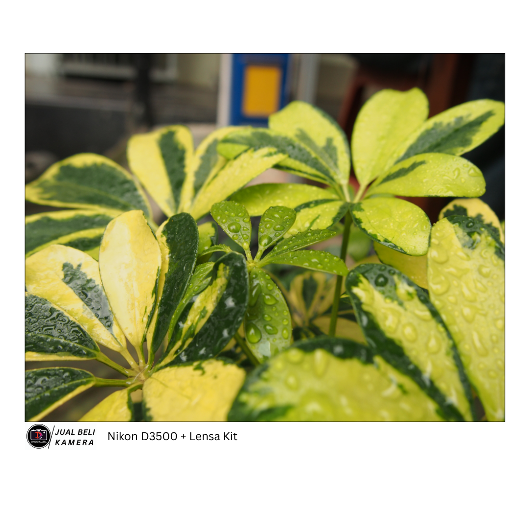 Nikon D3500 + kit 18 55mm