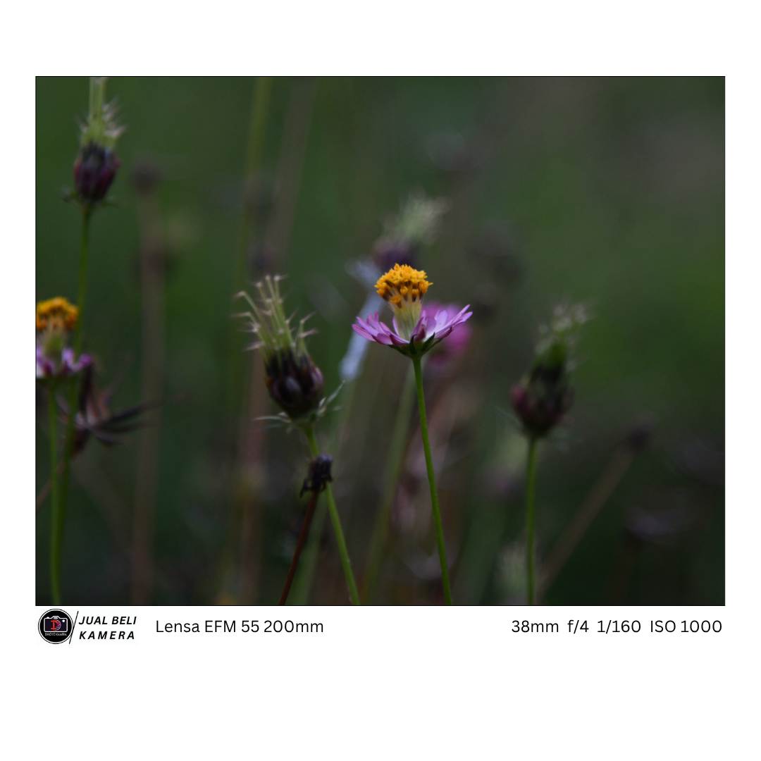 Lensa Canon M 55 200mm IS STM