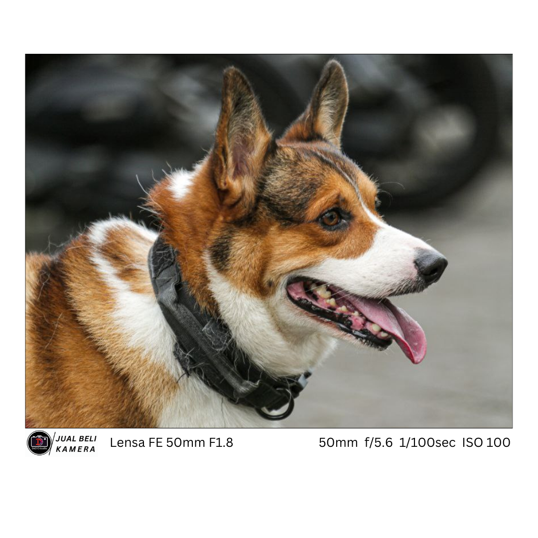 Lensa Sony FE 50mm f1.8