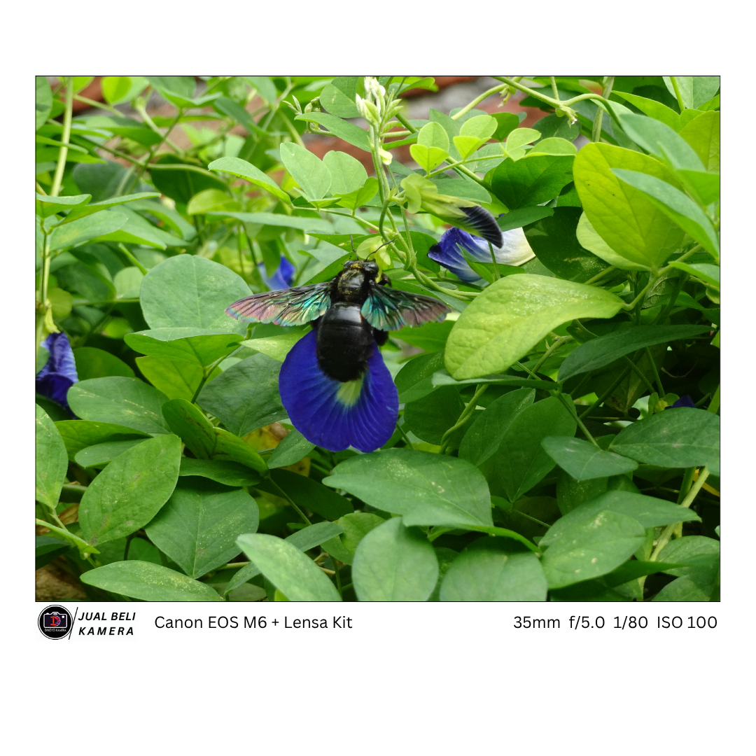 Canon eos m6 + kit 15 45mm