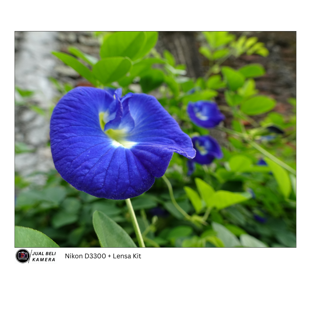 Nikon D3300 Body Only