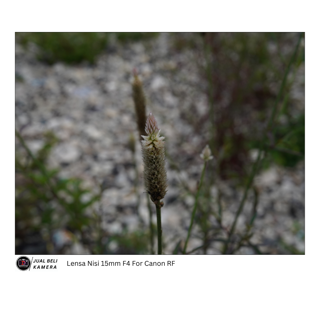 Lensa MF Nisi 15mm F4 for RF mount