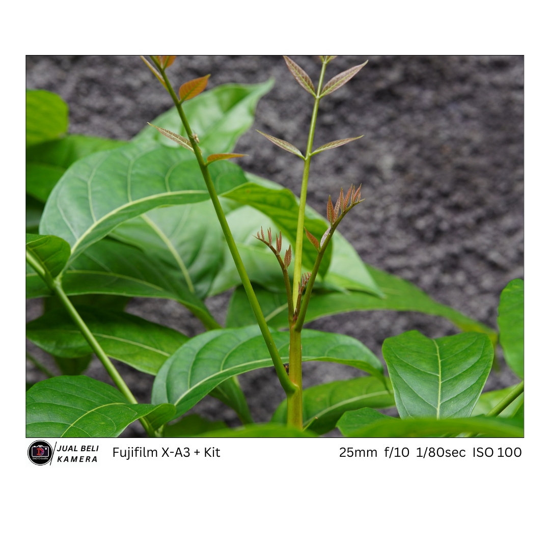 Fujifilm Xa3 + kit 16 50mm (brown silver)