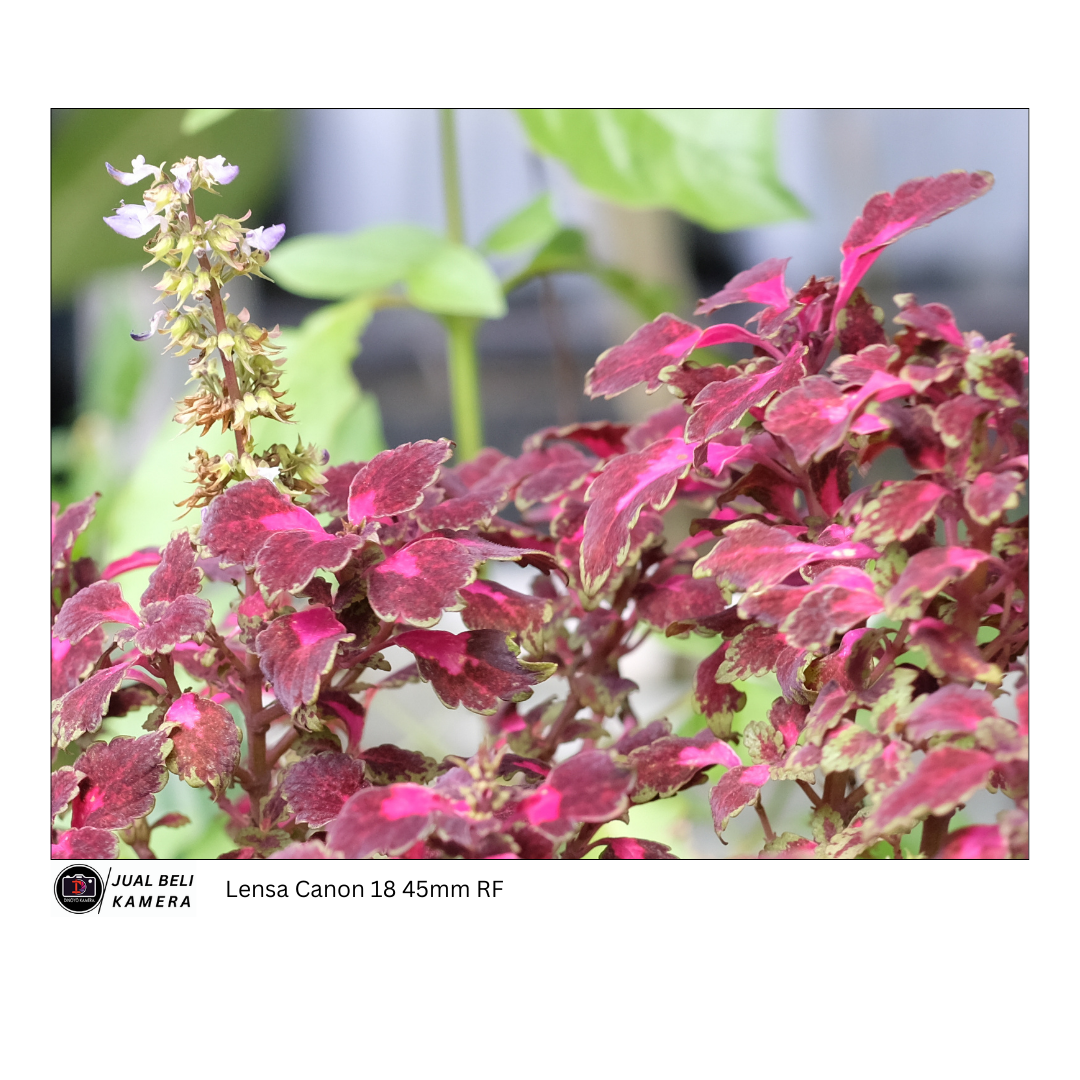 Lensa Canon RFs 18-45mm