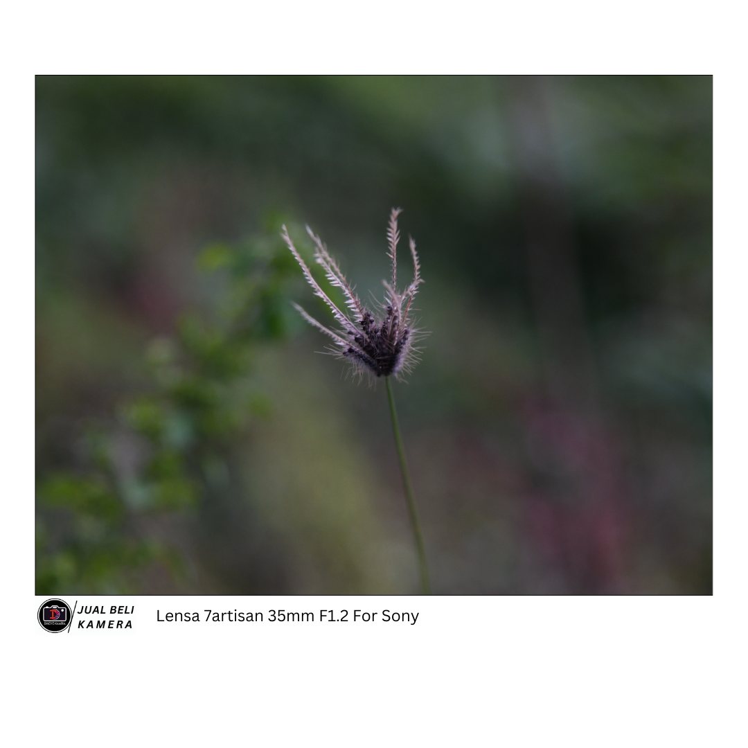 Lensa MF 7artisan 35mm F1.2 for sony