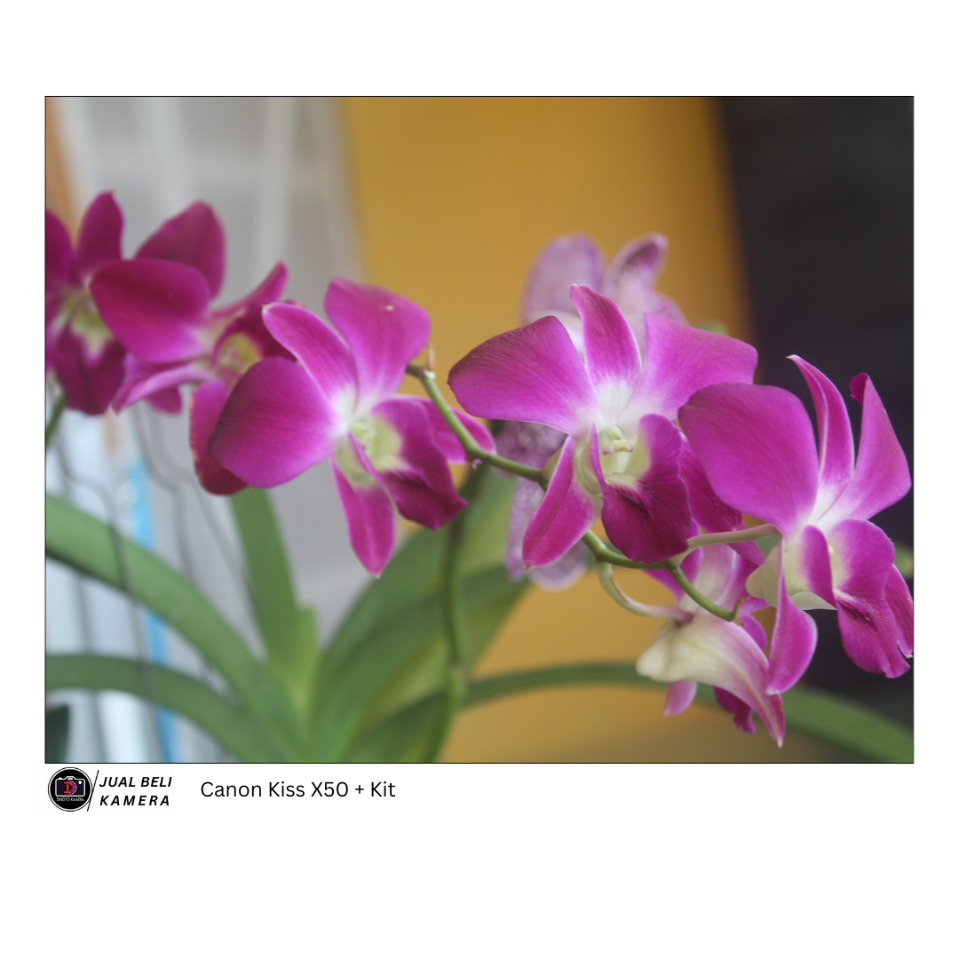 Canon kiss x50 + 18 55mm