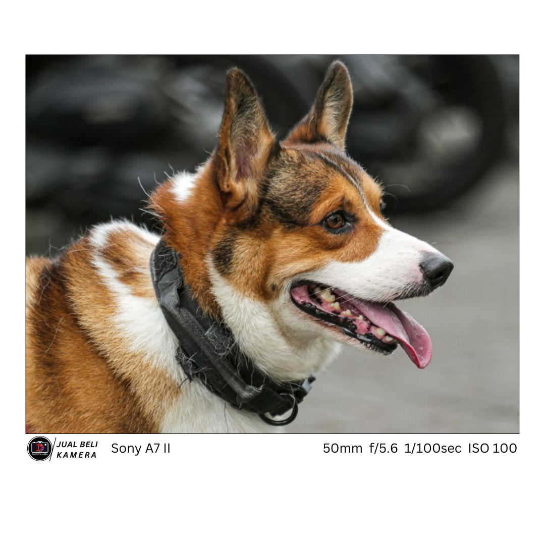 Sony a7ii Body Only