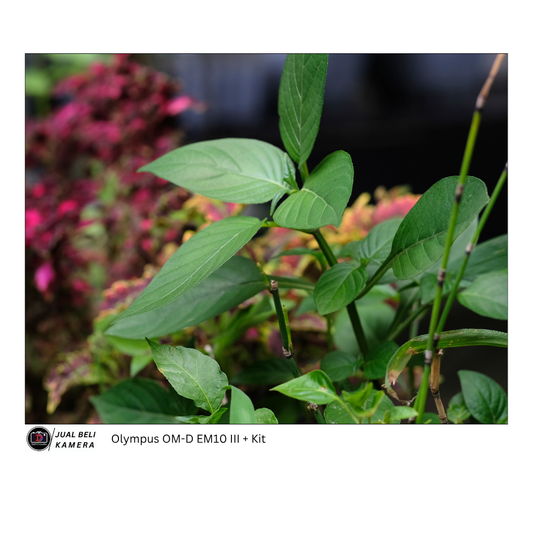 Olympus OMD EM10 mark iii + kit 14 42mm