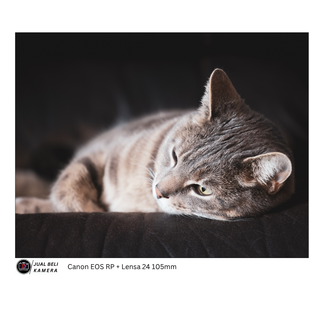 Lensa RF Canon 24 105mm IS STM