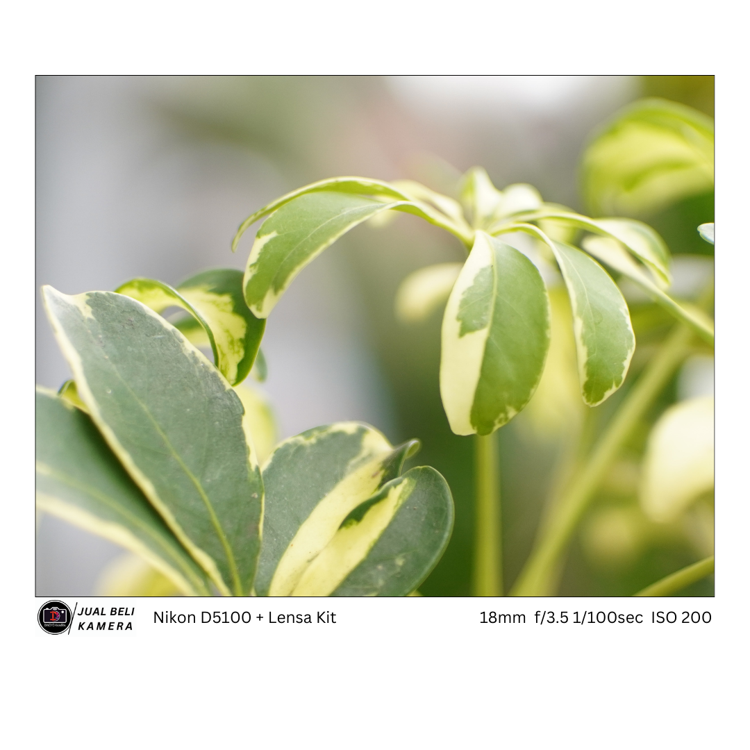 Nikon D5100 + kit 18 55mm