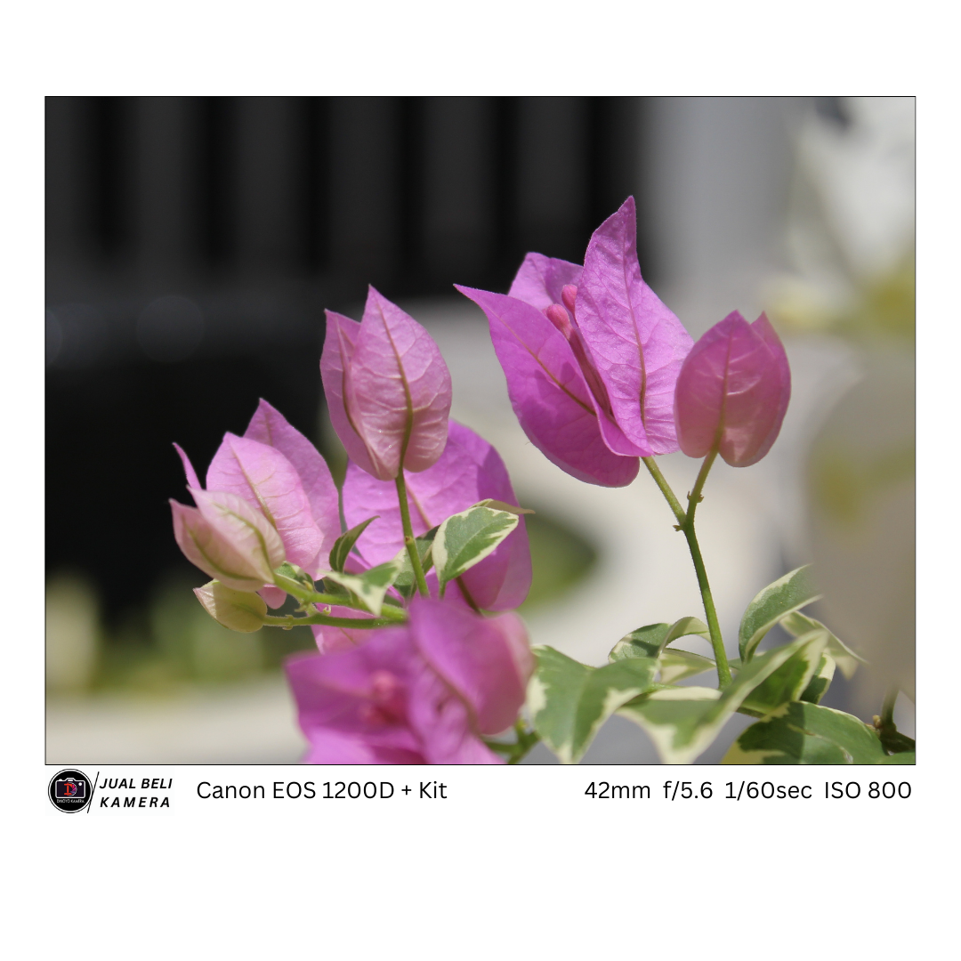 Canon EOS 1200D + Lensa 18 55mm