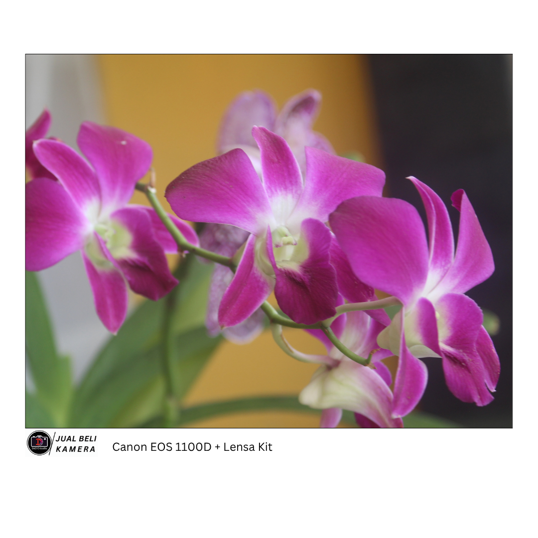 Canon Eos 1100d + kit 18 5mm