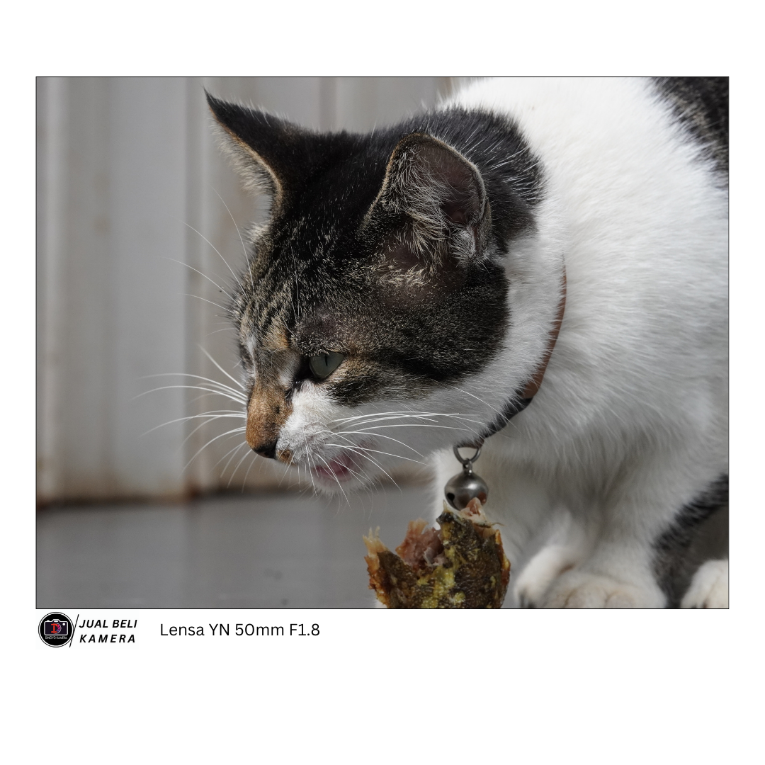 Lensa YN 50mm F1.8 ii Kondisi Fungsional baik