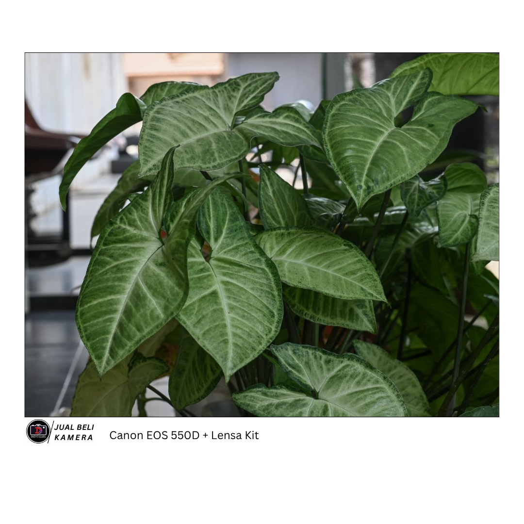 Canon Eos 550d + kit 18 55mm