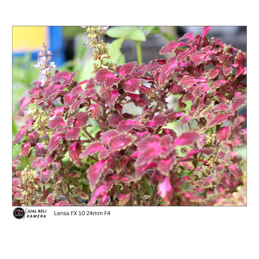 Lensa Fujifilm XF 10 24mm F4 OIS