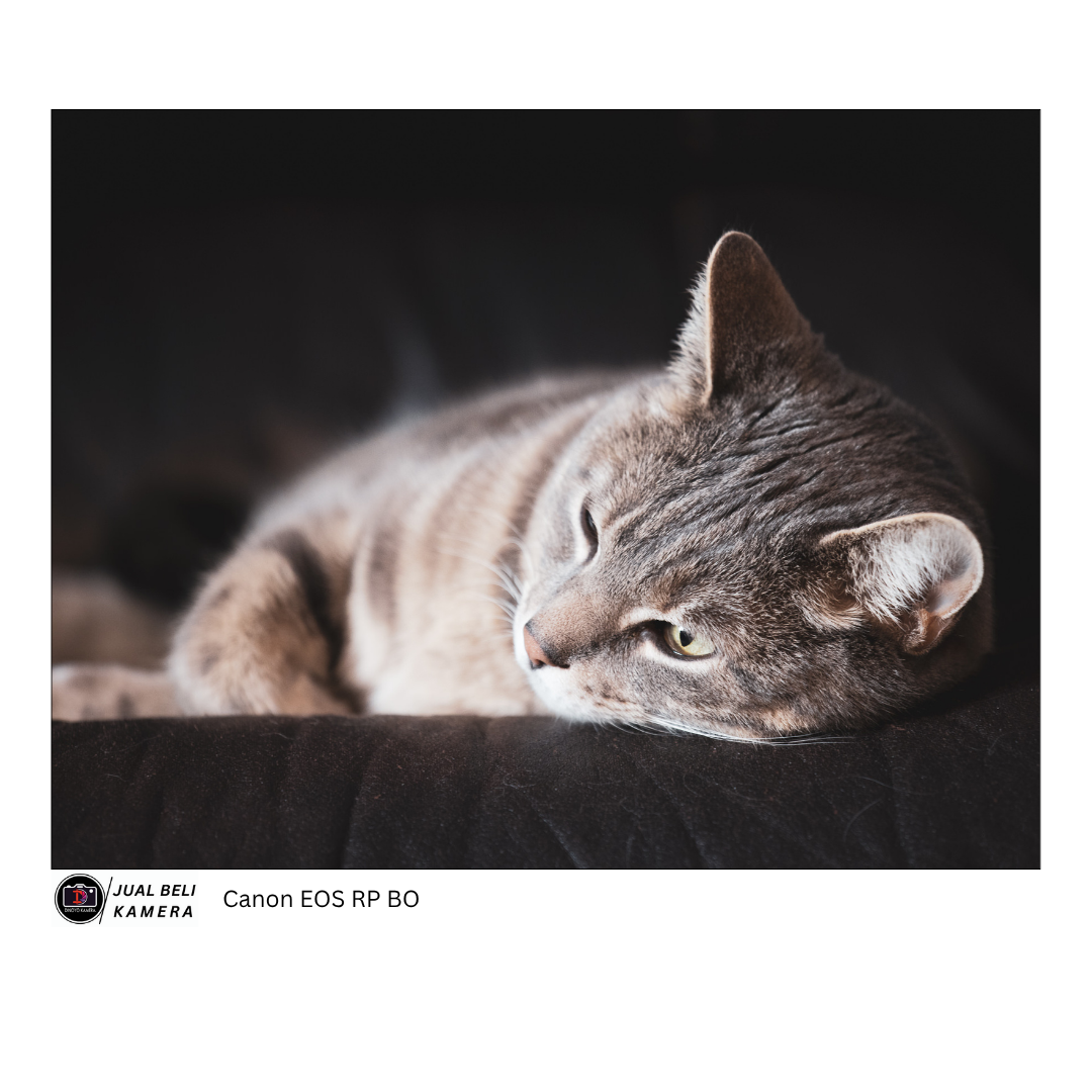 Canon Eos RP Body Only